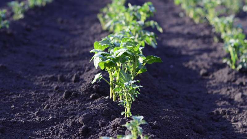Unpretentious potato variety Early morning: even beginners can grow