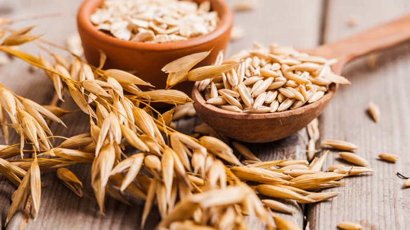 The fundamental difference between oats and barley