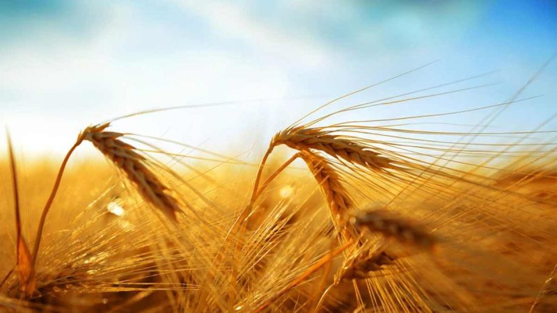 The fundamental difference between oats and barley