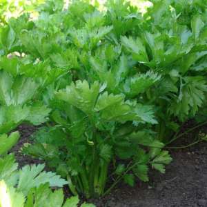 Growing and caring for leafy celery outdoors from planting to harvest