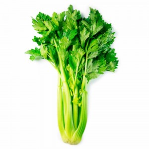 Growing and caring for leafy celery outdoors from planting to harvest