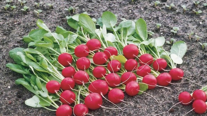 Radish growing technology from A to Z for beginner gardeners