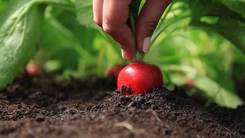 Radish growing technology from A to Z for beginner gardeners