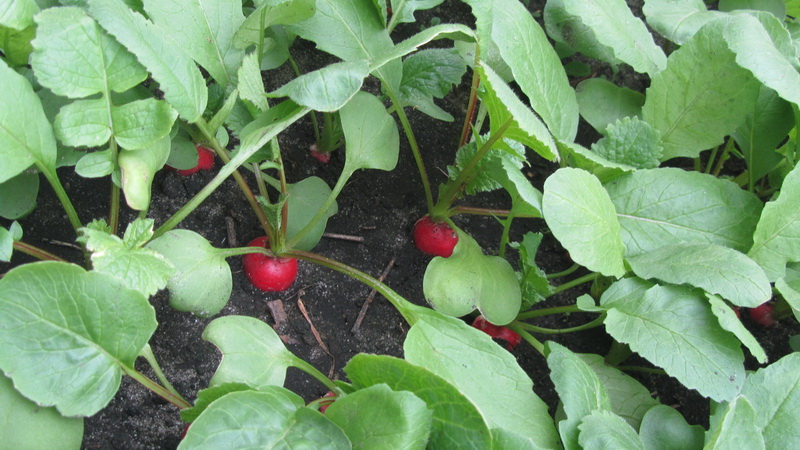 Radish growing technology from A to Z for beginner gardeners