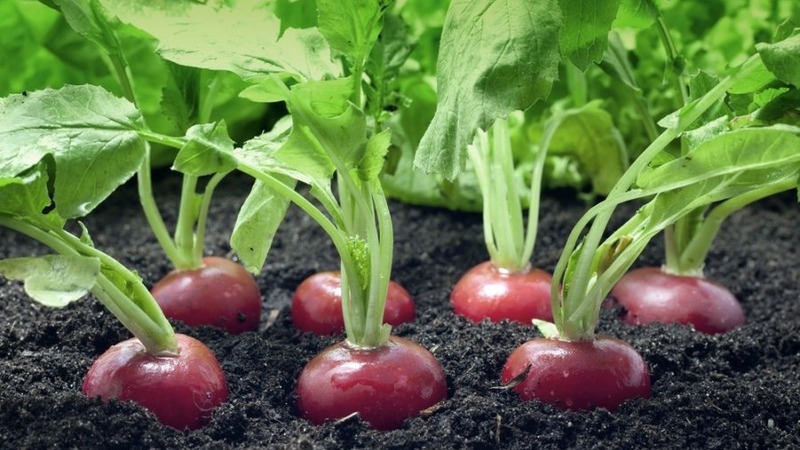 Radish growing technology from A to Z for beginner gardeners