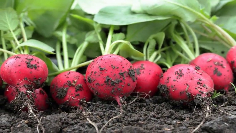 Radish growing technology from A to Z for beginner gardeners