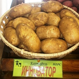 High-yielding, unpretentious table potato variety Innovator
