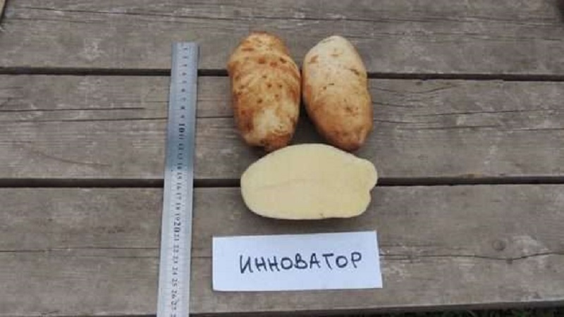 High-yielding, unpretentious table potato variety Innovator