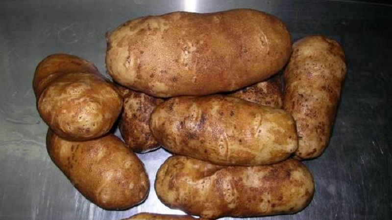 High-yielding, unpretentious table potato variety Innovator