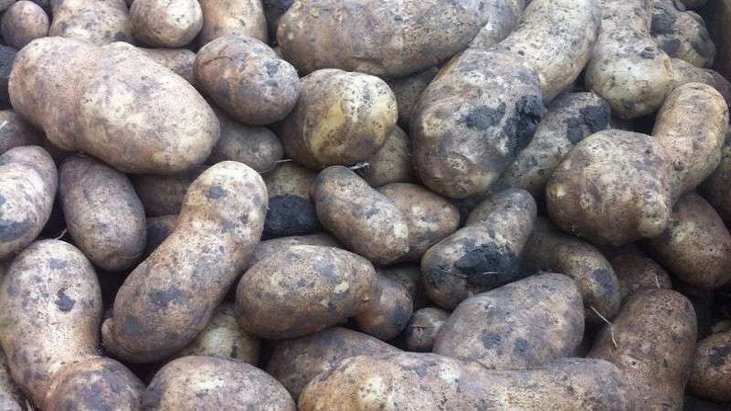 High-yielding, unpretentious table potato variety Innovator