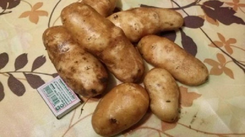 High-yielding, unpretentious table potato variety Innovator