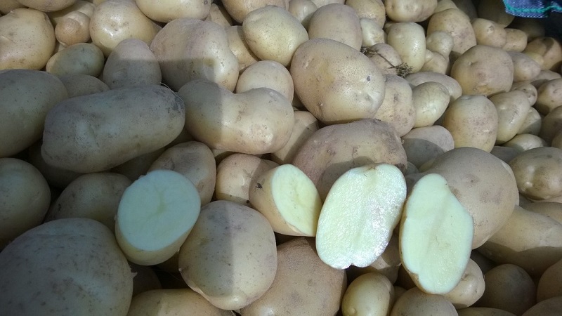 High-yielding potato variety White Swan with large tubers