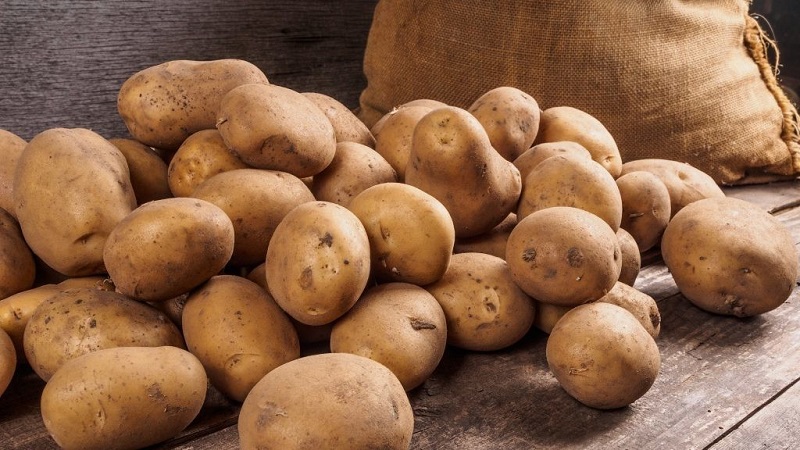 High-yielding potato variety White Swan with large tubers