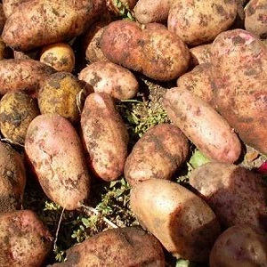 High-yielding potato variety Ermak with pinkish skin