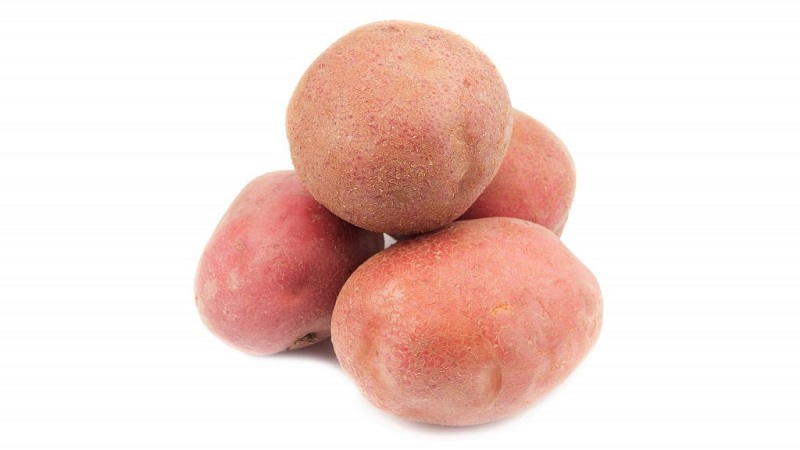 High-yielding potato variety Ermak with pinkish skin