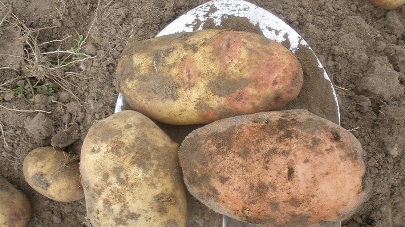 High-yielding potato variety Ermak with pinkish skin