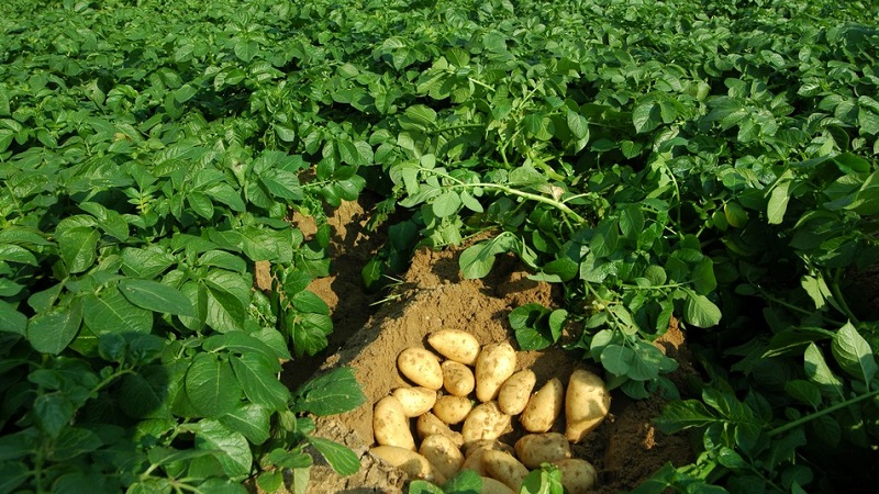 High-yielding potato variety Low maintenance farmer