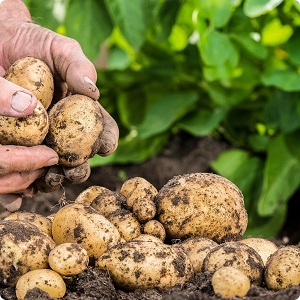 High-yielding potato variety Low maintenance farmer