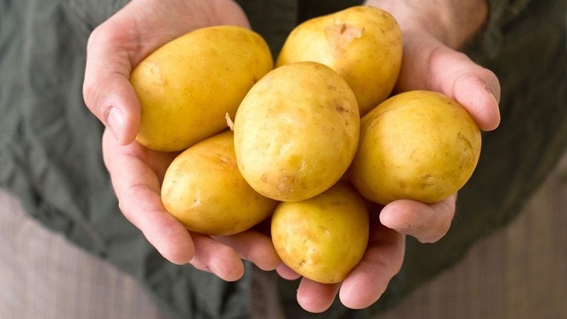 High-yielding potato variety Low maintenance farmer