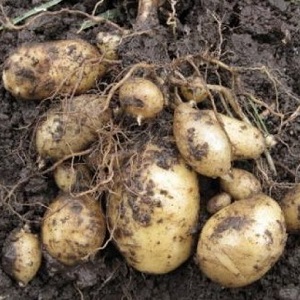 High-yielding potato variety Low maintenance farmer