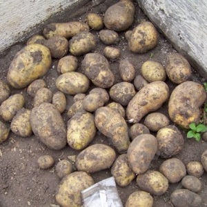 High-yielding potato variety Low maintenance farmer