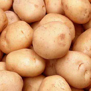 High-yielding potato variety Low maintenance farmer