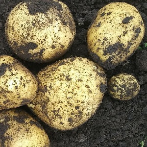 High-yielding potato variety Low maintenance farmer