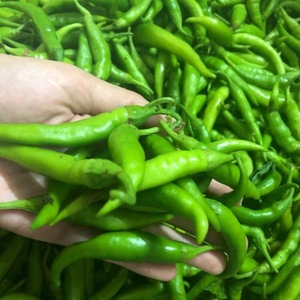 How to grow and apply green chili peppers and to whom is it contraindicated?