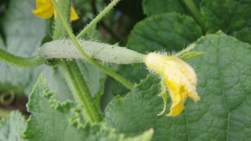 What to do if cucumber ovaries turn yellow in the greenhouse