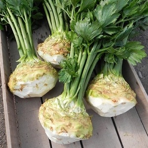 What are the features of apple celery and why it is worth growing