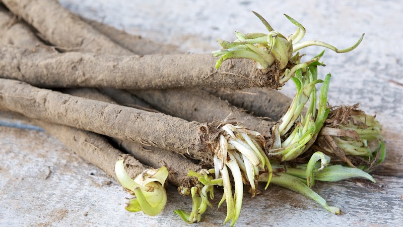 What is black carrot juice: cultivation, preparation and application