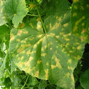 We save cucumbers from diseases and pests: important recommendations