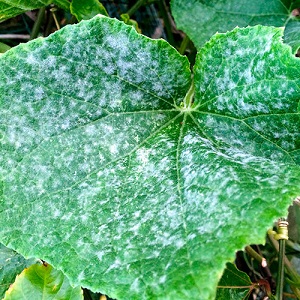 We save cucumbers from diseases and pests: important recommendations