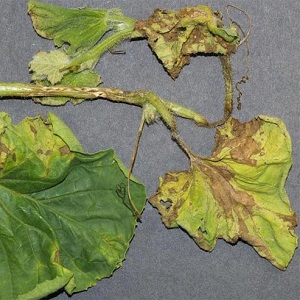 We save cucumbers from diseases and pests: important recommendations
