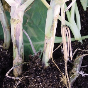 We save cucumbers from diseases and pests: important recommendations