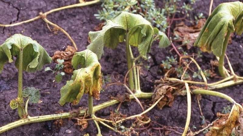 We save cucumbers from diseases and pests: important recommendations
