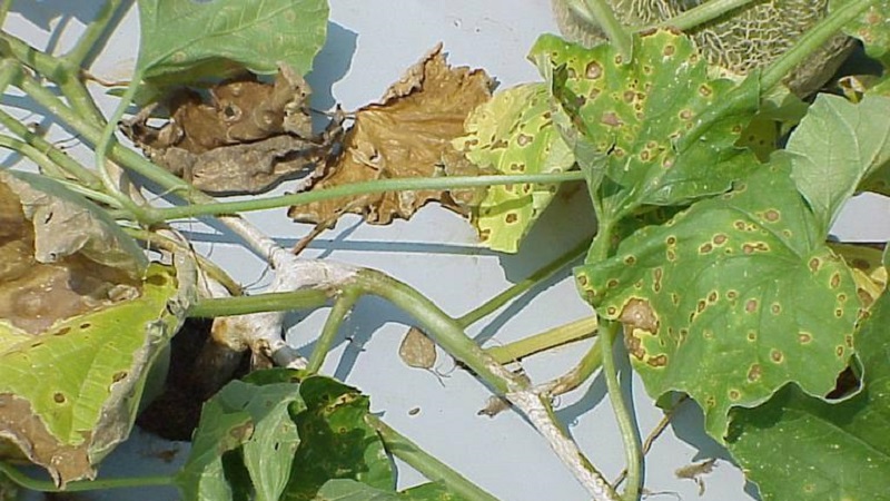 We save cucumbers from diseases and pests: important recommendations