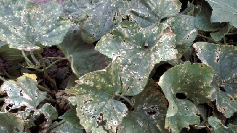 We save cucumbers from diseases and pests: important recommendations
