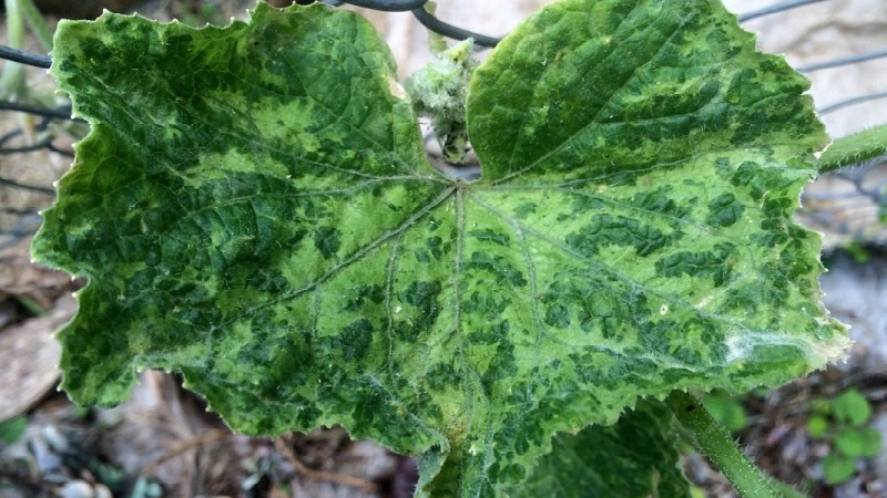 We save cucumbers from diseases and pests: important recommendations