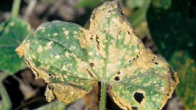 We save cucumbers from diseases and pests: important recommendations