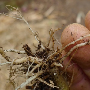 We save cucumbers from diseases and pests: important recommendations