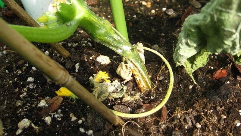 We save cucumbers from diseases and pests: important recommendations