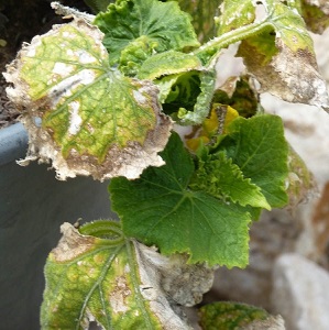 We save cucumbers from diseases and pests: important recommendations
