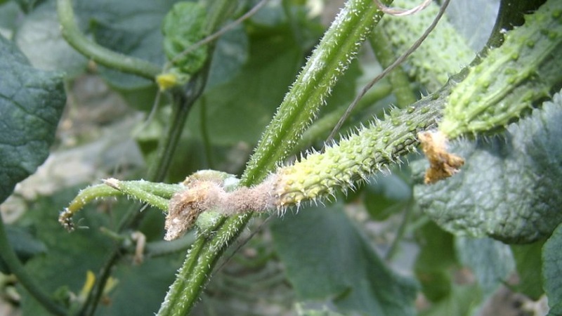 We save cucumbers from diseases and pests: important recommendations