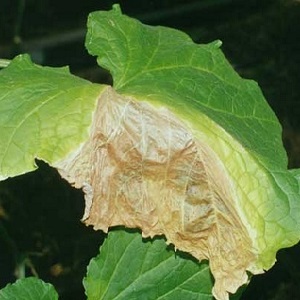 We save cucumbers from diseases and pests: important recommendations
