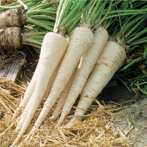 Healing parsley root: medicinal properties and contraindications