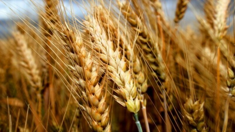 Overview of the winter wheat variety Yuka