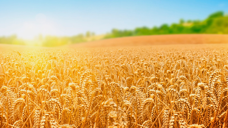 Overview of the winter wheat variety Yuka