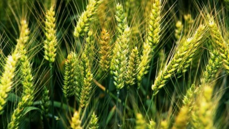 Overview of the winter wheat variety Yuka