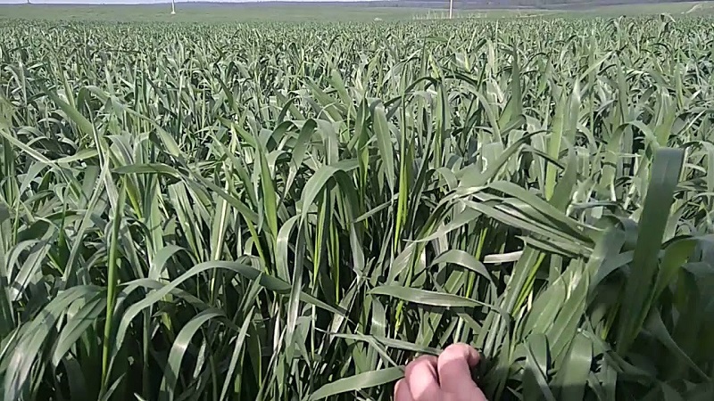 Overview of the winter wheat variety Yuka